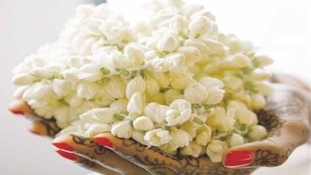 औषधीय गुणों से भरपूर है मोंगरा फूल, बालों से लेकर स्किन के लिए बेहद फायदेमंद…