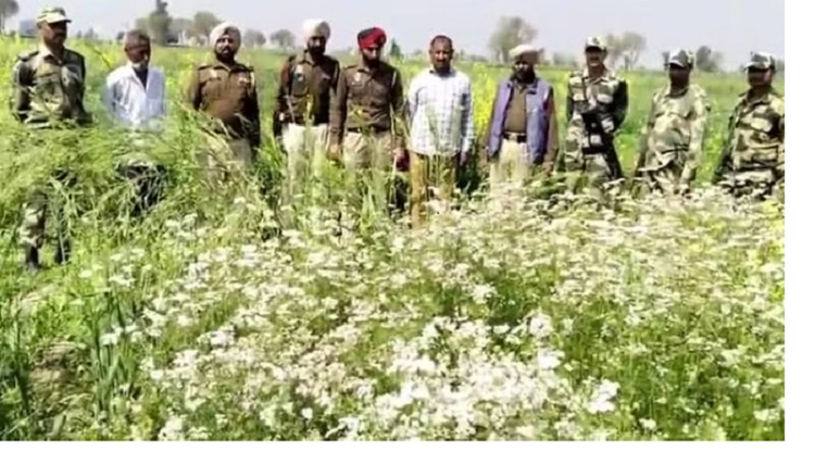 सरहदी इलाके में किसान कर रहा था अफीम की खेती, गिरफ्तार