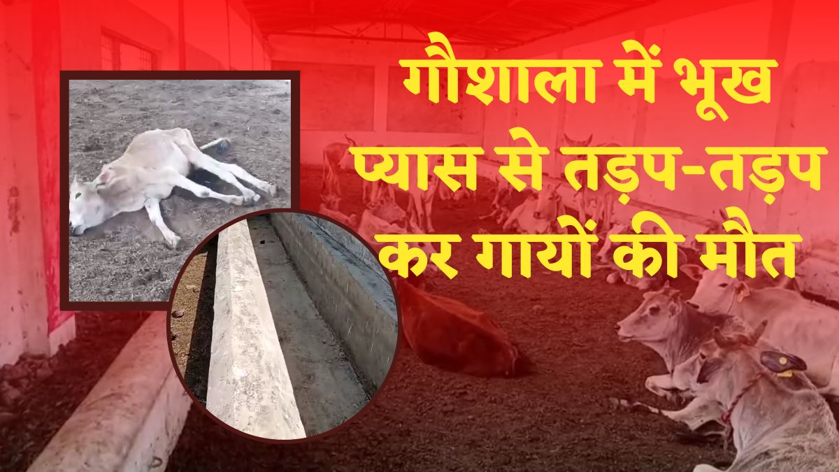 Chhindwara: गौशाला में भूख प्यास से तड़प-तड़प कर गायों की मौत, खुले में फेंके शव को नोंचकर खा रहे जानवर, मंजर देख दहल उठेगा दिल