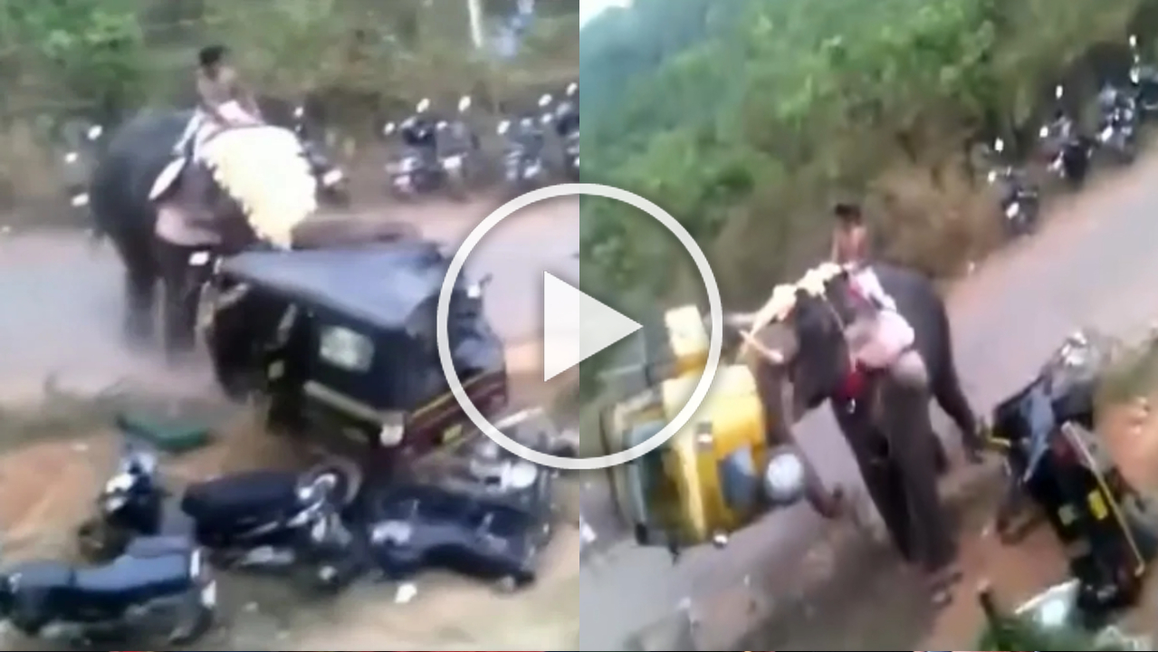 Angry Elephant Viral Video: गुस्साए गजराज ने सड़क पर मचाया तांडव, जो दिखा उसे ही उठा-उठाकर पटका, खिलौनों की तरह गाड़ियों के उड़ा दिए परखच्चे