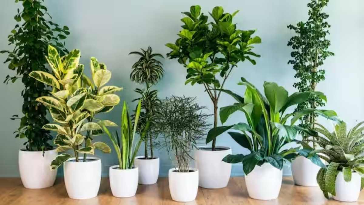 Vastu Tips : घर में लगाएं ये पौधे, धन-धान्य की समस्या होगी दूर