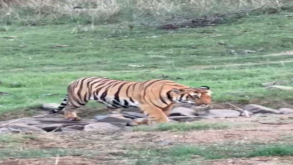 सतपुड़ा टाइगर रिजर्व: जिप्सी के सामने अचानक आया बाघ, थमी रह गई पर्यटकों की सांसे, देखें वीडियो