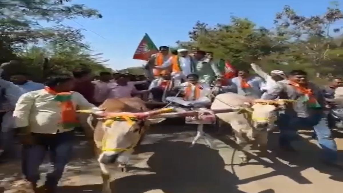 BJP प्रत्याशी का अनोखा चुनावी प्रचार: बैलगाड़ी पर सवार होकर पहुंचे मतदाताओं के पास, विधायक बने सारथी, वीडियो वायरल