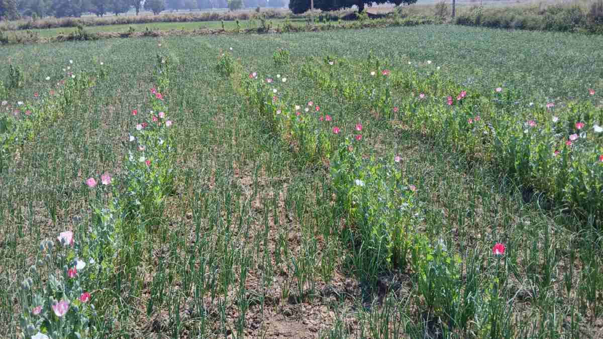 MP CRIME: अफीम की अवैध खेती पर कार्रवाई, आरोपी किसान चढ़ा पुलिस के हत्थे