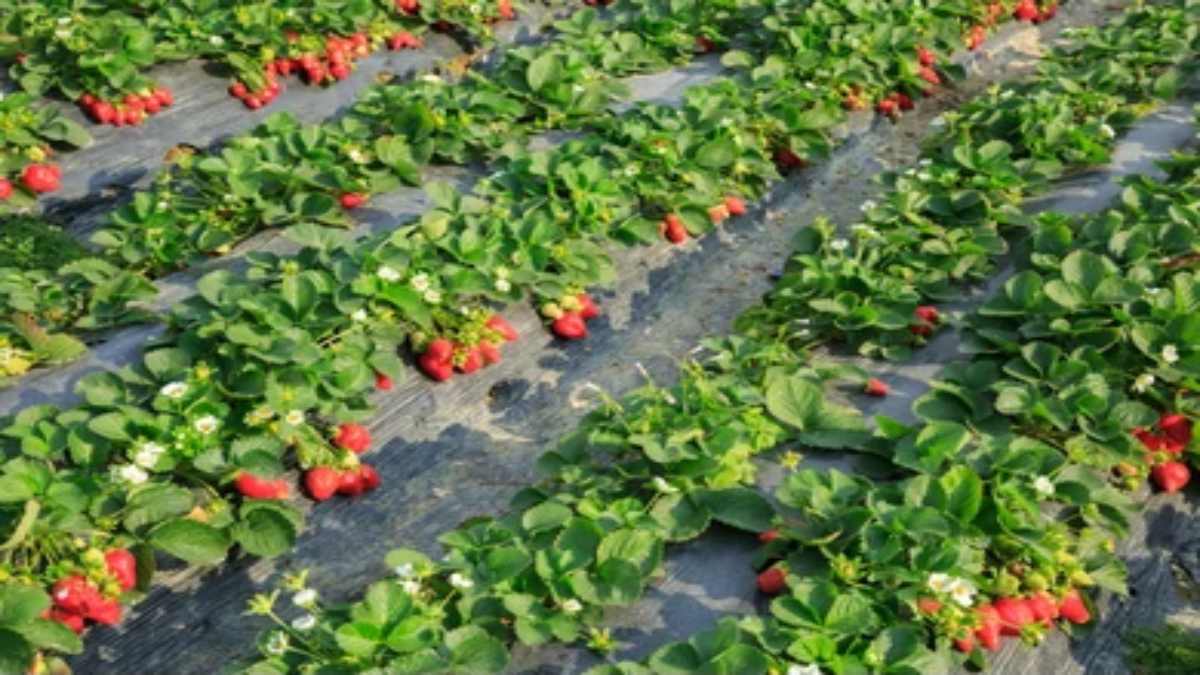 Strawberry Farming : आम-लीची की पैदावार के साथ स्ट्रॉबेरी की खेती में भी बढ़ी रूचि, अच्छे मुनाफे से किसानों में खुशी की लहर