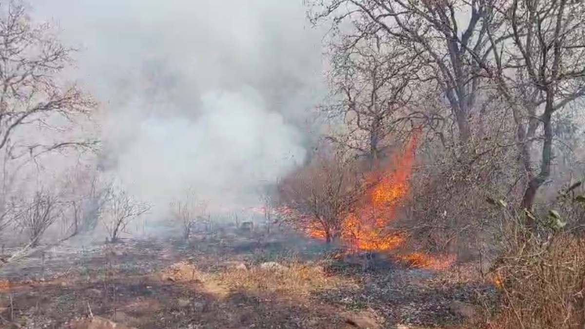 पन्ना टाइगर रिजर्व में लगी भीषण आग: वन्यजीवों के रहवास प्रभावित होने की आशंका, आग पर काबू पाने में जुटा वन अमला