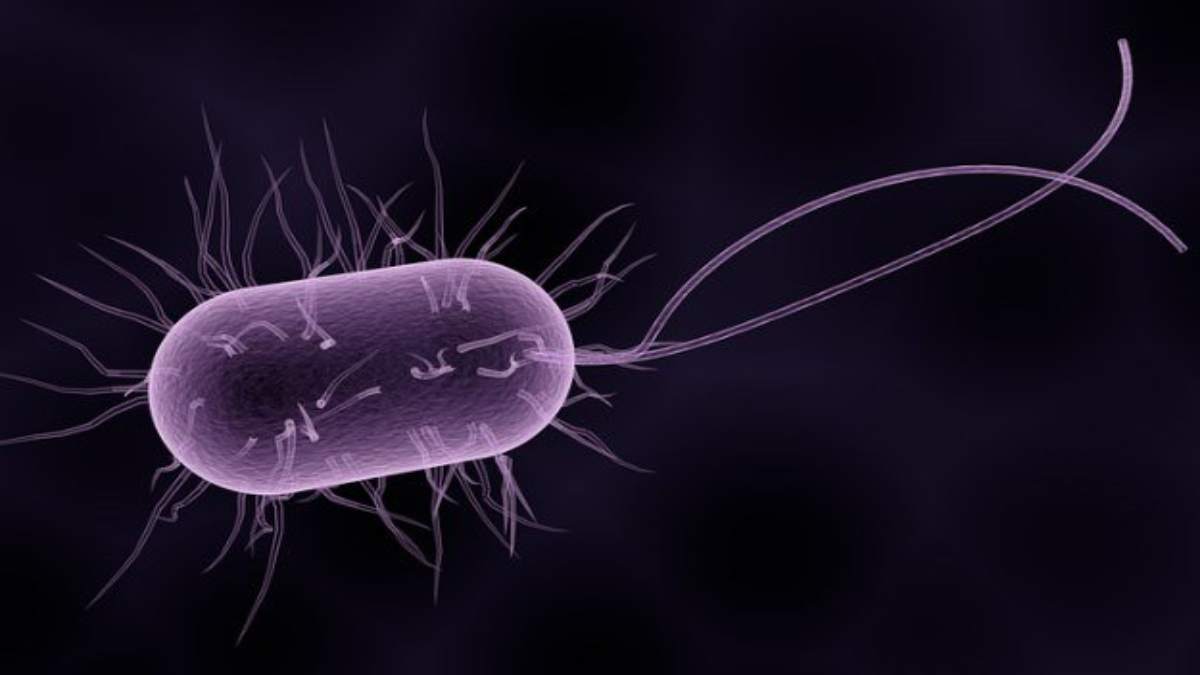 MP के इस जिले में मिले लेप्टोस्पायरोसिस के 6 मरीज: ICMR लैब से रिपोर्ट आने के बाद हुआ खुलासा, अब तक 2 लोगों की हो चुकी मौत