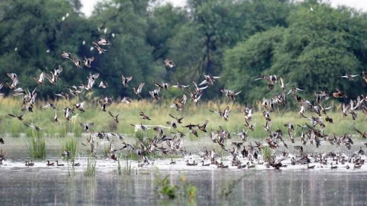 6 महीने के प्रवास के बाद वापस अपने वतन लौट रहे विदेशी पक्षी…