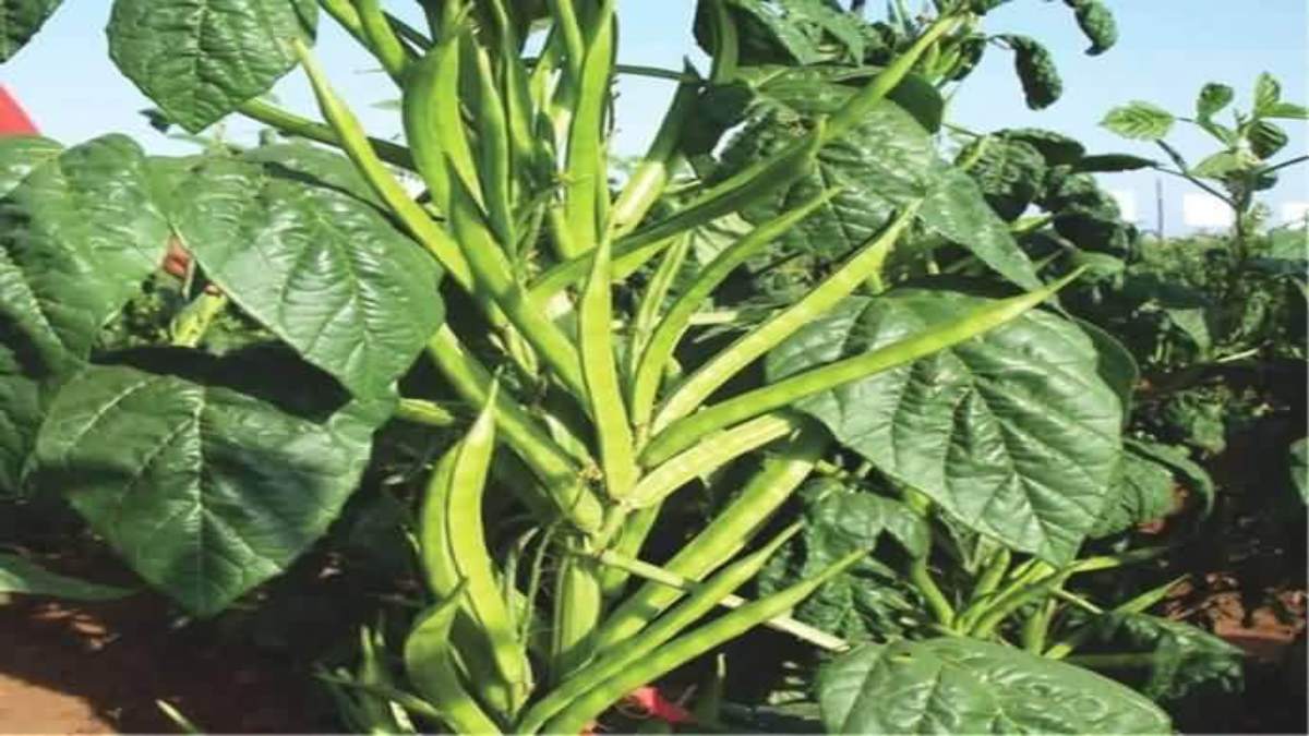 Guar Ki Kheti : ग्वार की खेती से किसानों को होगा फायदा ही फायदा, फसल आने से पहले ही तय हो जाता है भाव…