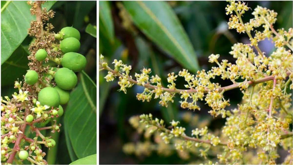आम के पेड़ों में आई मौर की बहार, उन्हें बचाने के लिए रखें इन बातों का ध्यान