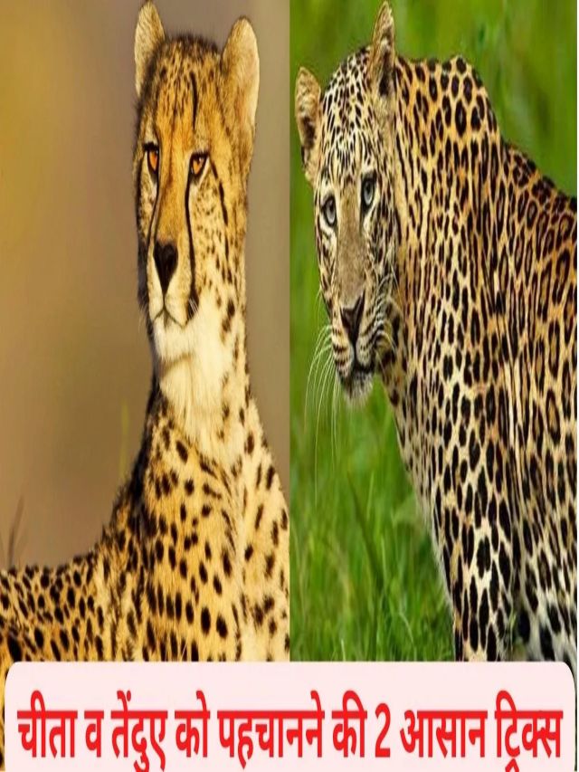 क्या हैं चीता और तेंदुआ में अंतर? ये खासियत बनाती है अलग