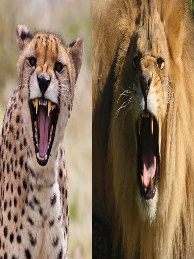 चीता ज्यादा तेज दौड़ता है या शेर!