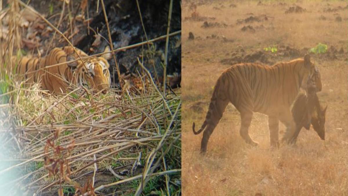 खिवनी अभ्यारण में बढ़ा बाघों का कुनबा: तीन शावकों के साथ दिखे युवराज और मीरा, वीडियो आया सामने