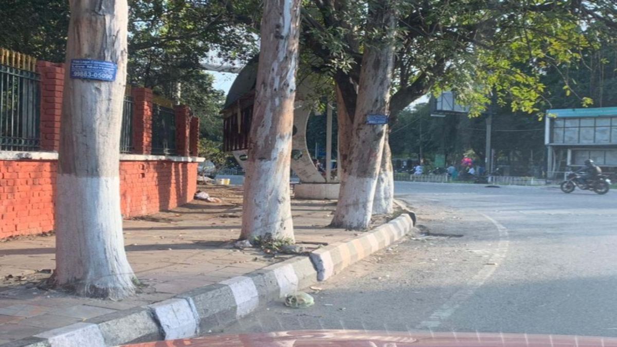 पर्यावरण संरक्षण के लिए बड़ा फैसला, Exclusive: नगरीय प्रशासन ने दिए नए दिशा-निर्देश; पेड़ों के 1 वर्ग मीटर के दायरे में नहीं होगा पेवर ब्लॉक, डामर और सीमेंट, यहां लगा वहां चलेगा सरकारी हथौड़ा
