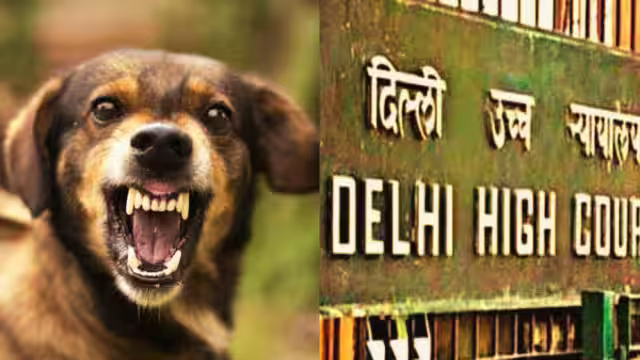 Ban On Dogs Breeds:  कुत्तों की 23 नस्लों पर एक साथ सुनवाई