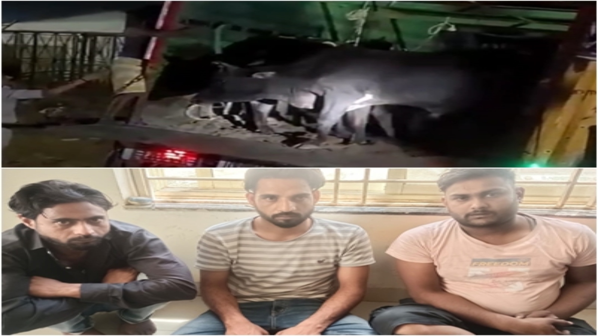 गोवंश से भरा ट्रक पुलिस ने पकड़ा: 19 बैलों को करवाया मुक्त, 3 तस्कर गिरफ्तार