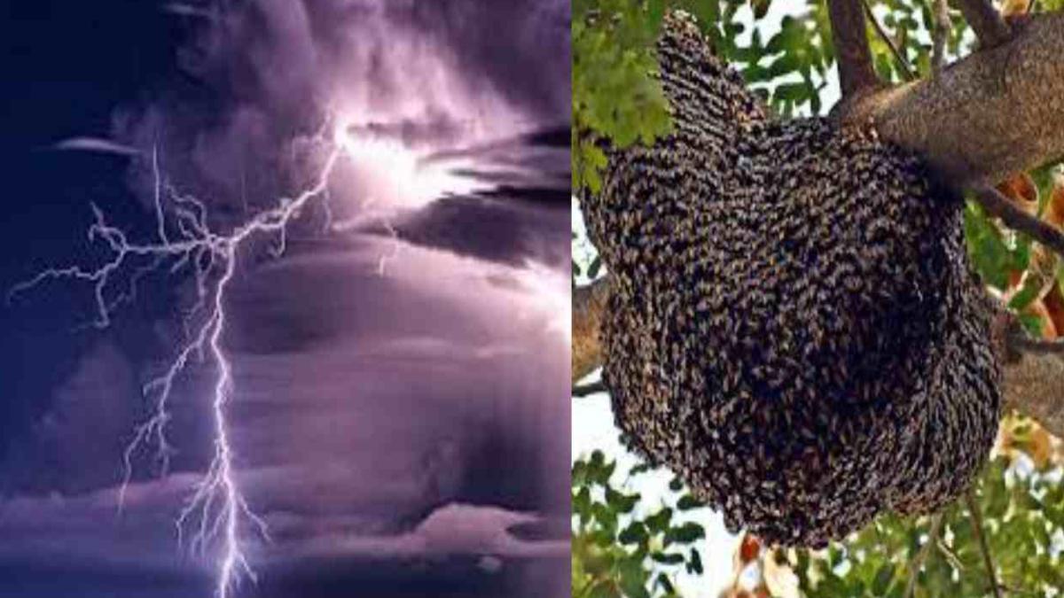 MP में 2 की मौत: दमोह में आकाशीय बिजली गिरने से बुजुर्ग की गई जान, पांढुर्णा में मधुमक्खियों के हमले से मजदूर ने तोड़ा दम