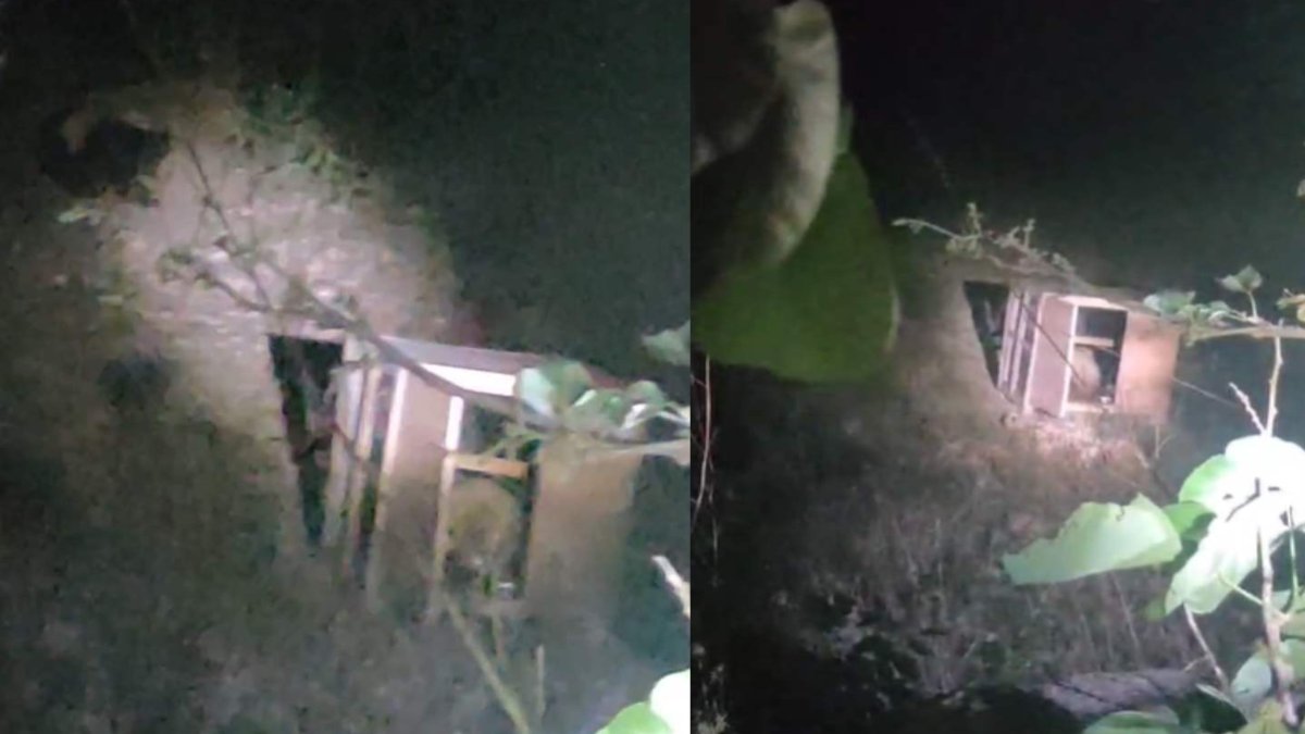 CG News : मां के पास पहुंचा बिछड़ा सफेद भालू शावक, दो दिन पहले सड़क पर मिला था भूखे-प्यासे