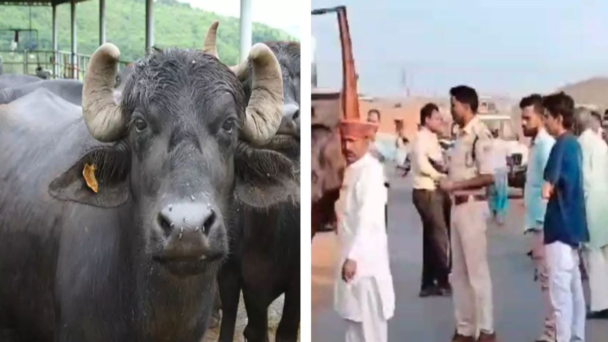 मवेशी तस्करी: बूचड़खाना पहुंचने से पहले पुलिस ने ट्रक को पकड़ा, 20 भैंस बरामद, ड्राइवर फरार