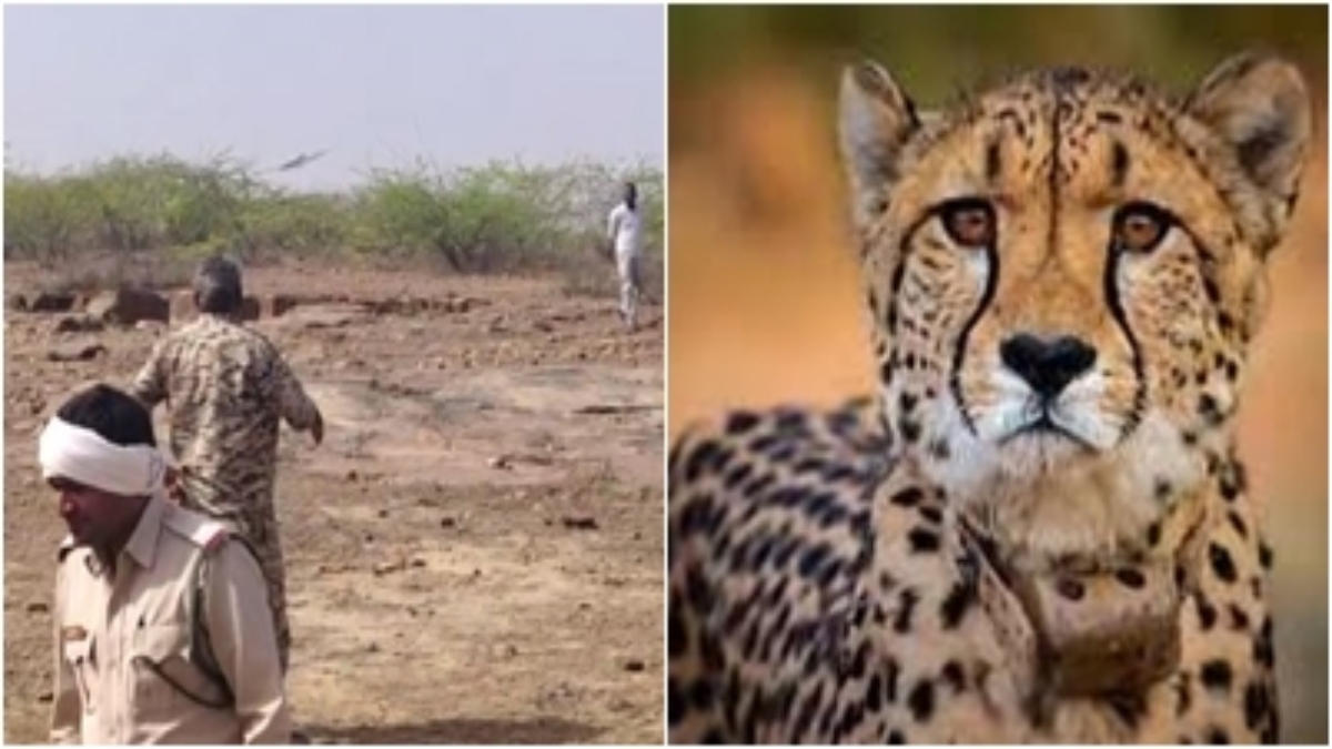 मादा चीता वीरा ने किया दो बकरियों का शिकार, कूनो अभ्यारण और वन विभाग की टीम तलाश में जुटी, दहशत में लोग 