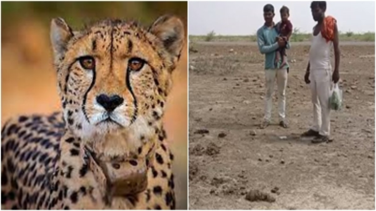 चीता वीरा का आतंक, VIDEO: बकरी को बनाया शिकार, फिर झाड़ियों में जमाया डेरा, ग्रामीणों में फैली दहशत 