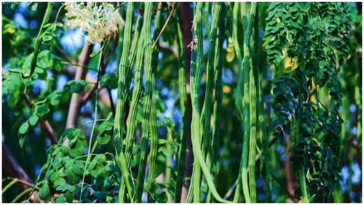 छत्तीसगढ़ के किसानों के लिए वरदान है ये सब्जी… इसके फूल, बीज, तना, पत्तियों से भी हो सकती है लाखों की कमाई