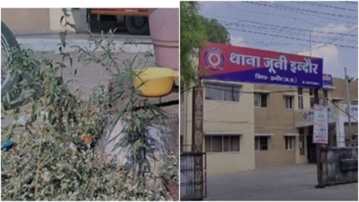 चिराग तले अंधेरा: थाने के अंदर ही गांजे का पौधा, देखकर भी जिम्मेदारों ने झाड़ा पल्ला   