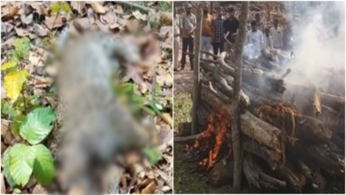 बांधवगढ़ टाइगर रिजर्व में फिर तेंदुए की मौत: संदिग्ध परिस्थितियों में मिला शव, अंतिम संस्कार कर जांच में जुटा विभाग