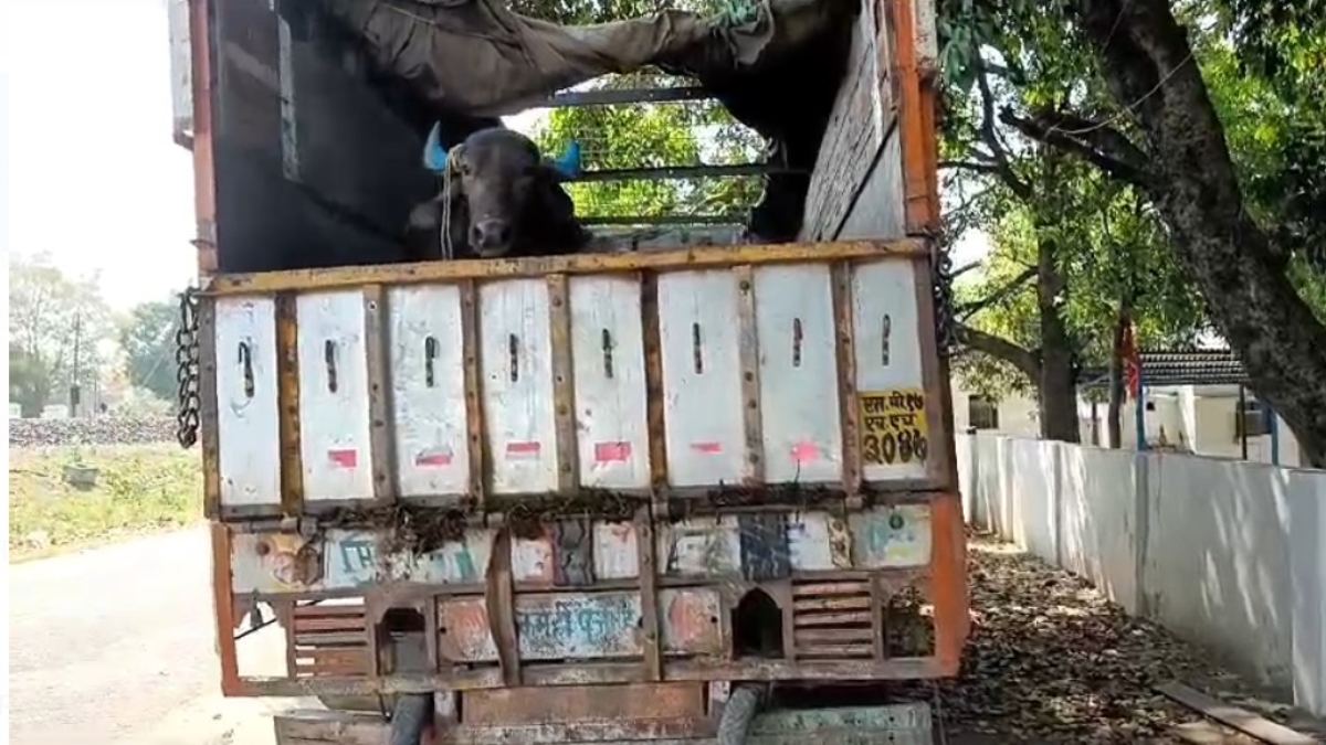 पशु तस्करों के खिलाफ पुलिस की बड़ी कार्रवाई; मवेशियों की तस्करी करते एक ट्रक जब्त, आरोपियों की तलाश जारी
