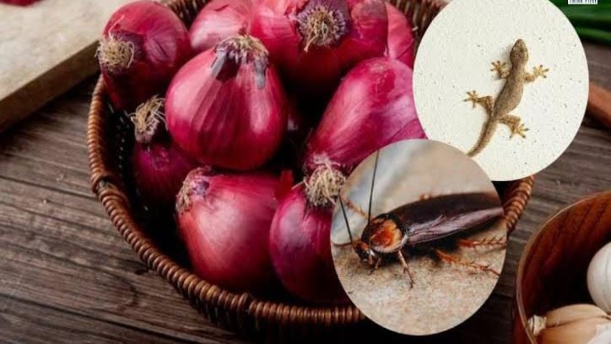 प्याज भगाएगा आपके घर से कीड़े-मकोड़े और कॉकरोच अभी Try करें ये नुस्खा…