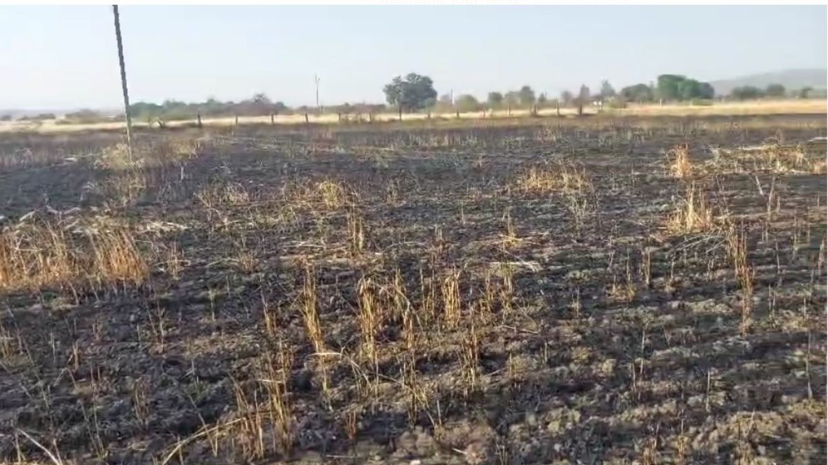 शॉर्ट सर्किट से खेत में लगी आग, दो एकड़ फसल जलकर खाक