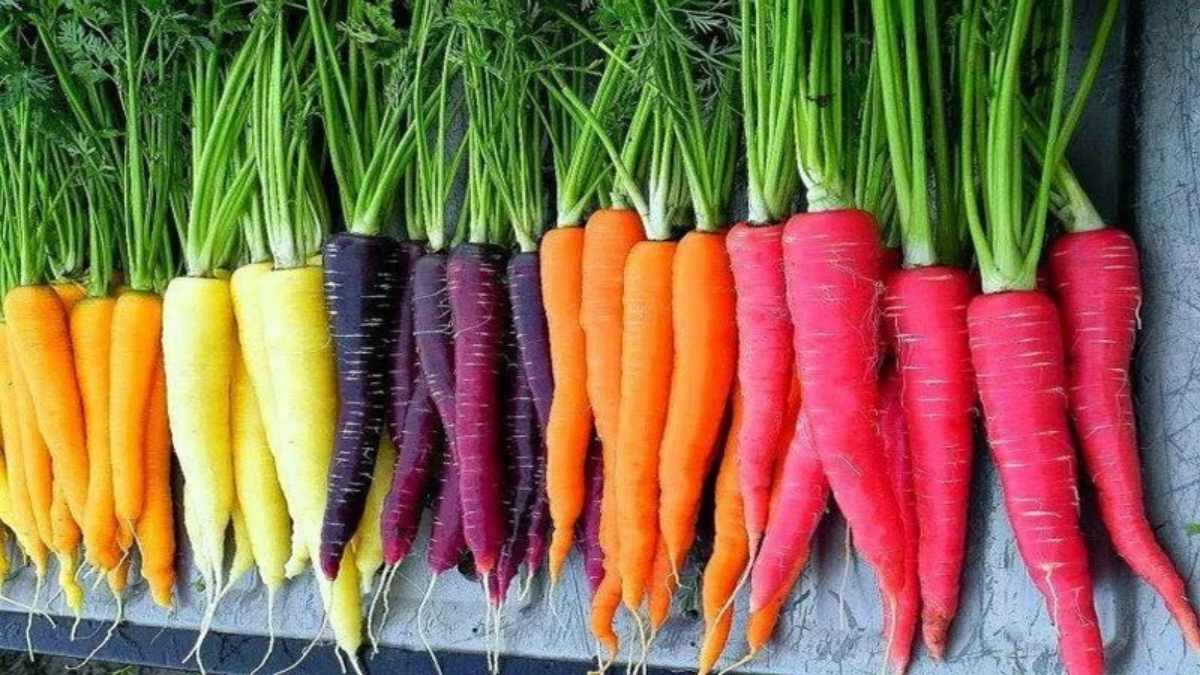 International Carrot Day 2024 : तन और मन दोनों को भायेगा ये इंद्रधनुषी गाजर, जानिए इनके औषधीय गुण…
