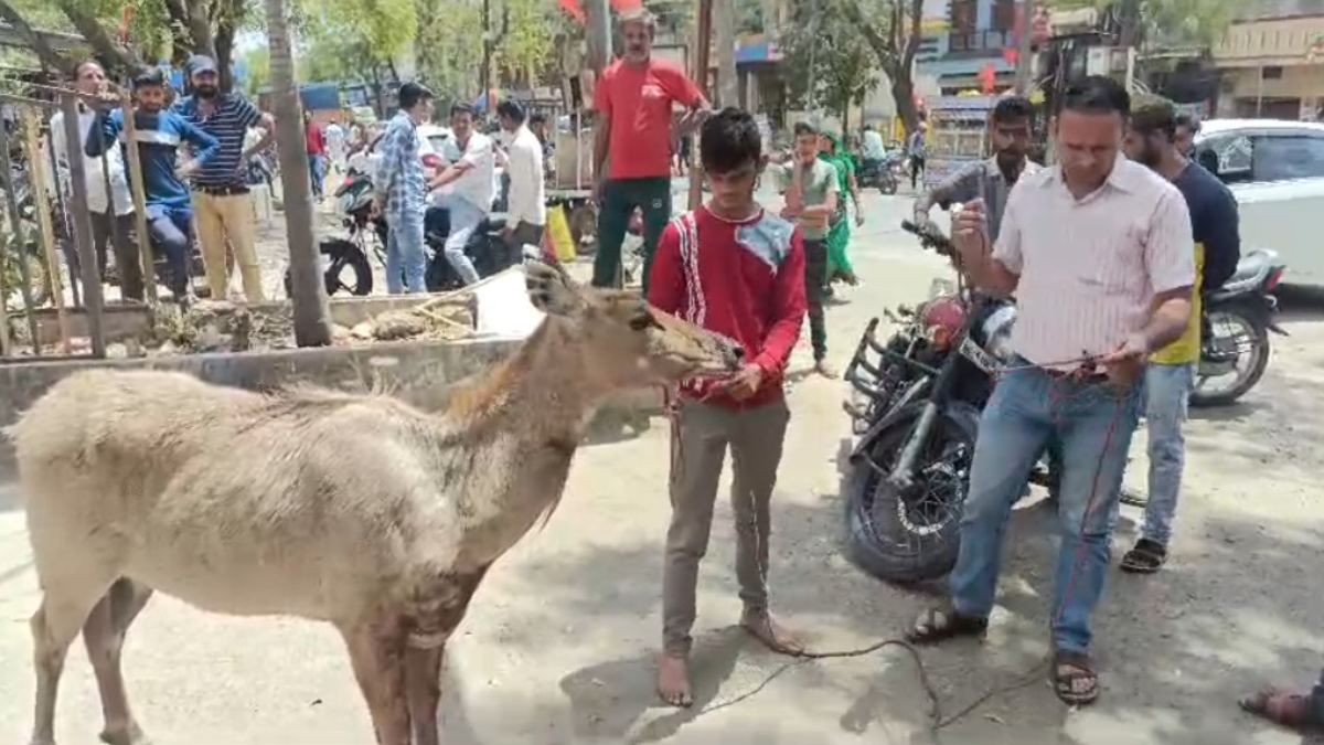बाजार में आई नीलगाय: डर के बीच लोगों ने दिखाई इंसानियत, देखें तस्वीर