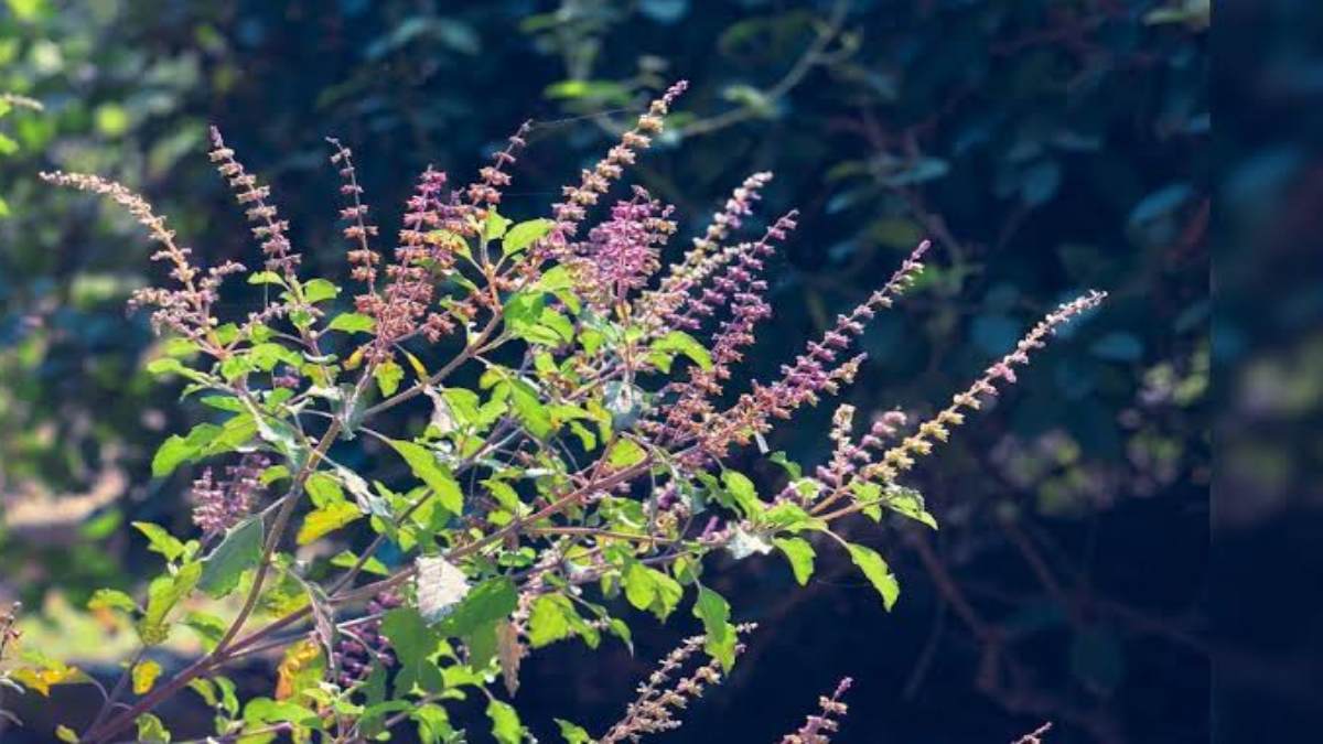 Vastu Tips For Home : घर के इन स्थानों पर रखें तुलसी की मंजरी, घर में आएगी सुख समृद्धि…