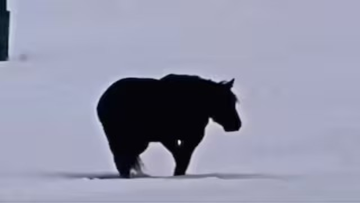 Viral Video : चकरा जाएगा आपका दिमाग, कि ये घोड़ा आपकी तरफ आ रहा है, या फिर आपसे दूर जा रहा है?