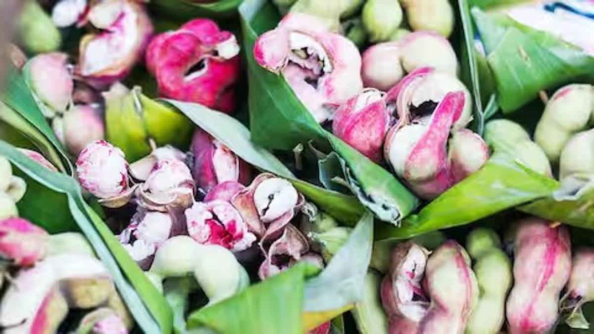 साल में एक माह मिलती दुर्लभ जंगल जलेबी, फायदे जानकार हो जाएंगे हैरान…