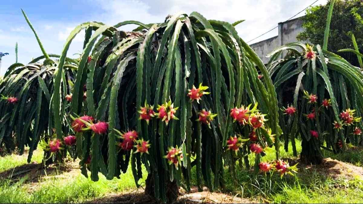 चिलचिलाती गर्मी में झुलस रहे ड्रैगन फ्रूट ? छतीसगढ़ के किसान हो रहे परेशान, जाने कैसे करें इनका बचाव…