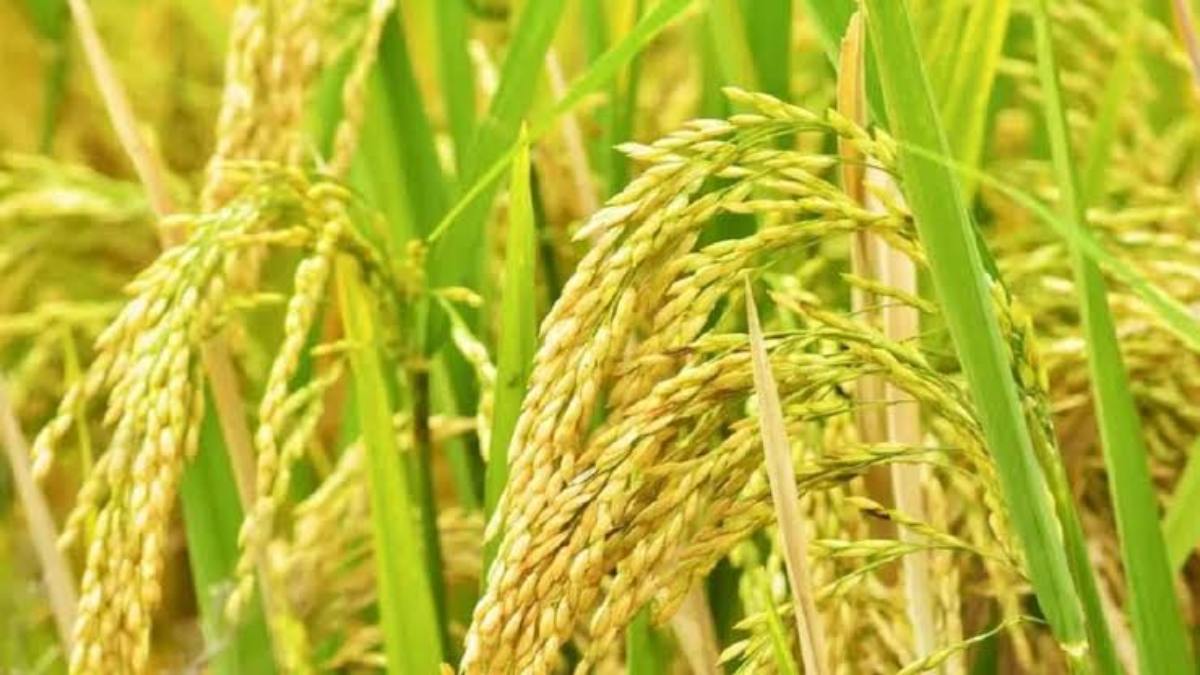 अब घर बैठे धान के बीज उपलब्ध कराएगी राष्ट्रीय बीज निगम, Online Order के लिए करना होगा ये …