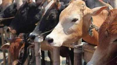 Punjab : पशु मंडियों पर 30 तक लगी रोक
