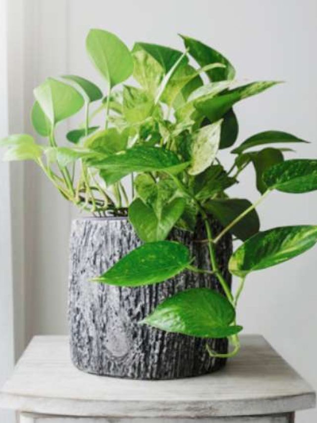 Planting Tips: घर में कितने मनी प्लांट लगा सकते हैं?