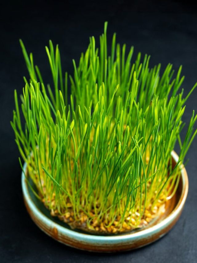 नवरात्रि में जवारे विसर्जन कब करें, जानें शुभ मुहूर्त, पूजा विधि और महत्व