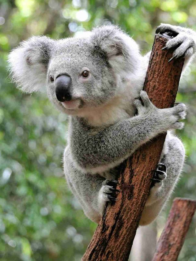 इस जानवर का बन सकता है आधार कार्ड!