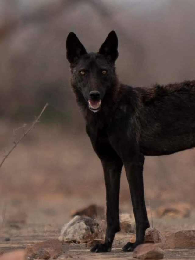 Black Wolf: पन्ना टाइगर रिजर्व में दिखा दुर्लभ काला भेड़िया, तस्वीरें देख रह जाएंगे हैरान