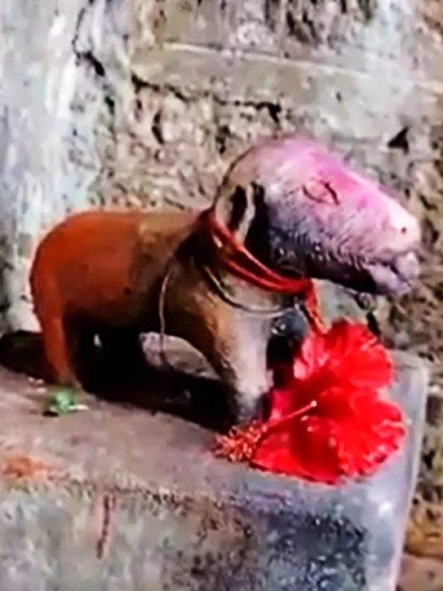 इस मंदिर में की जाती है कुत्ते की पूजा, कहलाते हैं कुकुर देव