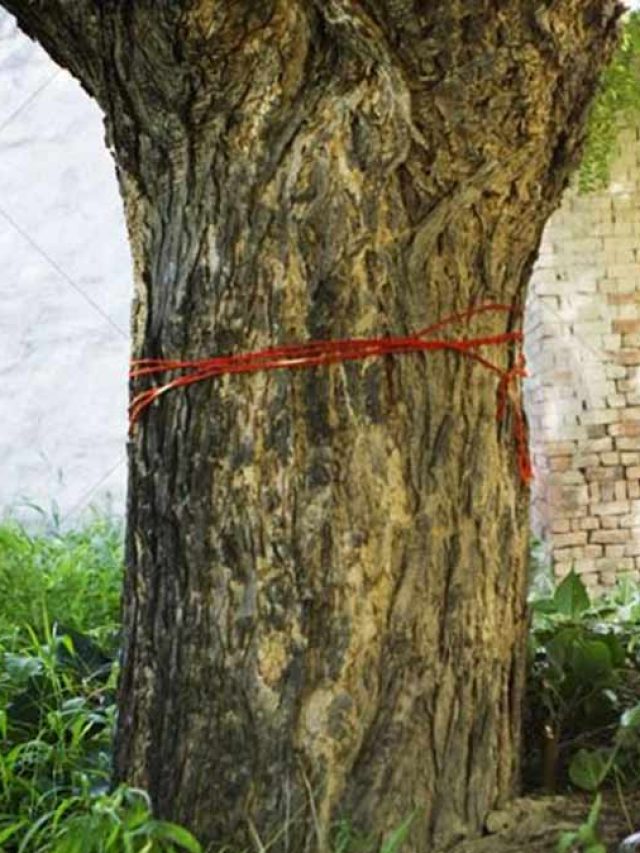 Chaitra Navratri 2024: नवरात्रि में नीम के पेड़ का क्या महत्व है?