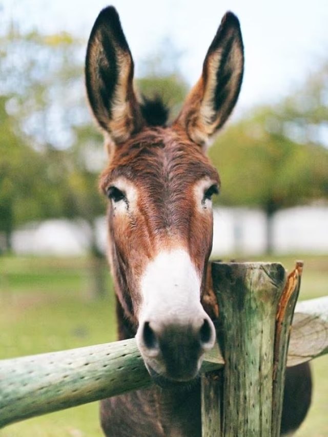 गधे को क्यों कहा जाता है गधा? सच्चाई जान नहीं होगा यकीन