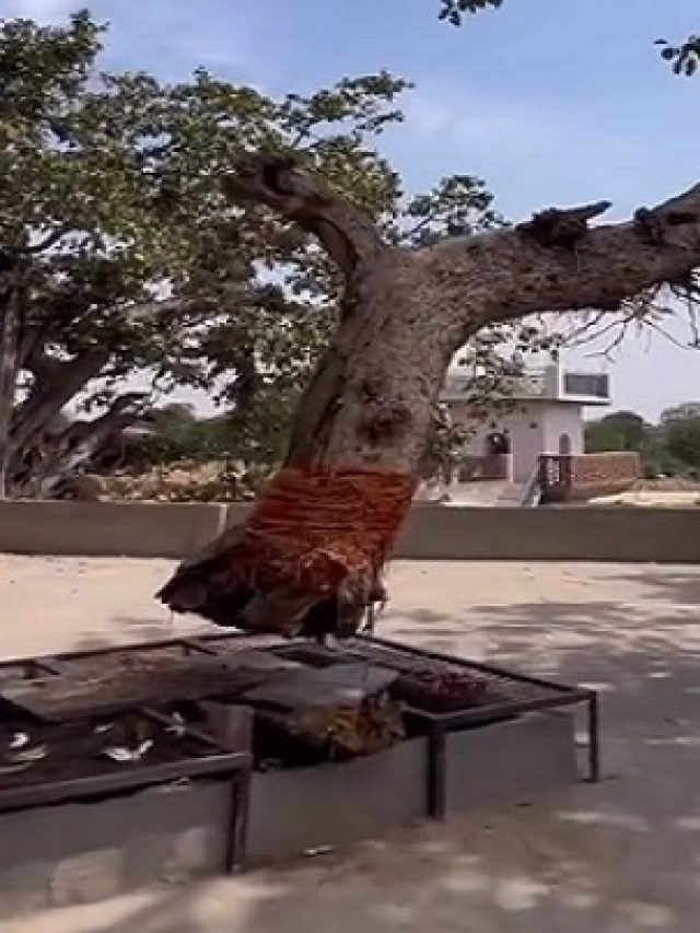 इस चमत्कारी मंदिर में सालों से हवा में है एक पेड़