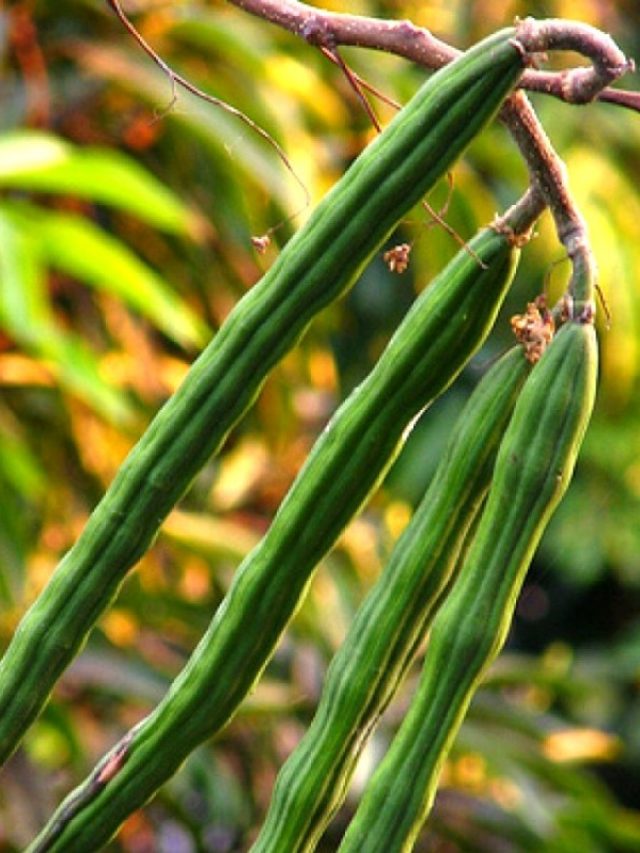 इस पेड़ की खेती से बरसता है पैसा…