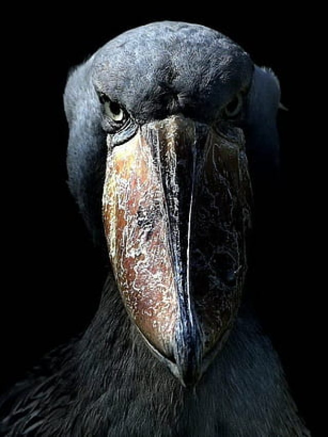 ये है दुनिया की सबसे डरावनी चिड़िया, चोंच होती है 5 फीट लंबी…