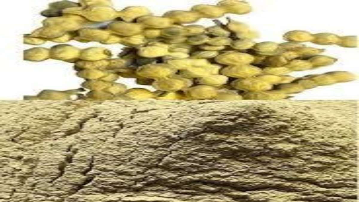 घुटनों के दर्द जैसी इन 7 समस्याओं में कारगर है बबूल की फली का पाउडर, चूर्ण बनाकर करें इसका सेवन …